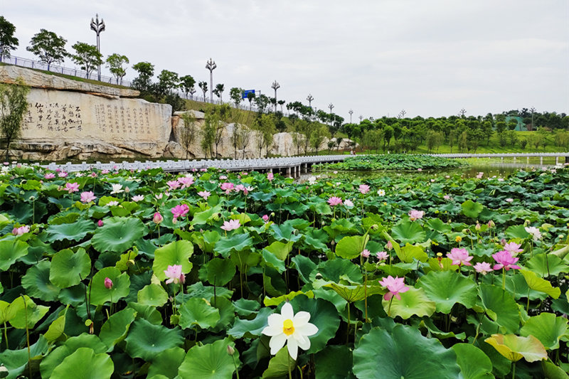 三合湖濕地公園內(nèi)的荷花開得正艷。黃亞輝攝