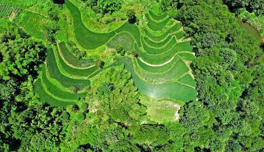 涪陵青羊鎮(zhèn)山大村梯田美景。黃河攝