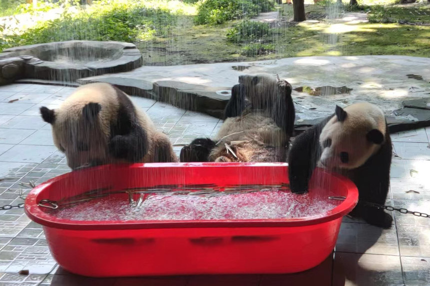 大熊貓戲水消暑。重慶動物園供圖