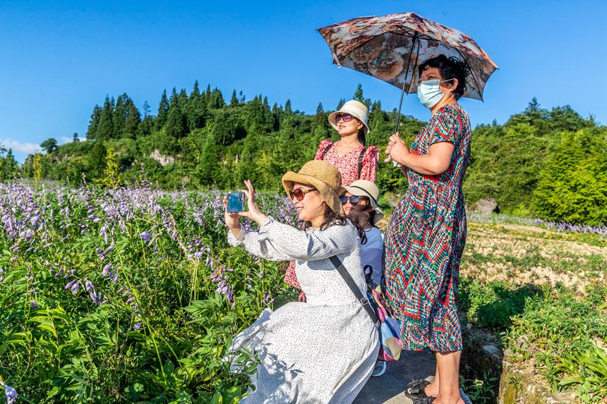 游客在南川山王坪感受涼爽夏日。瞿明斌攝