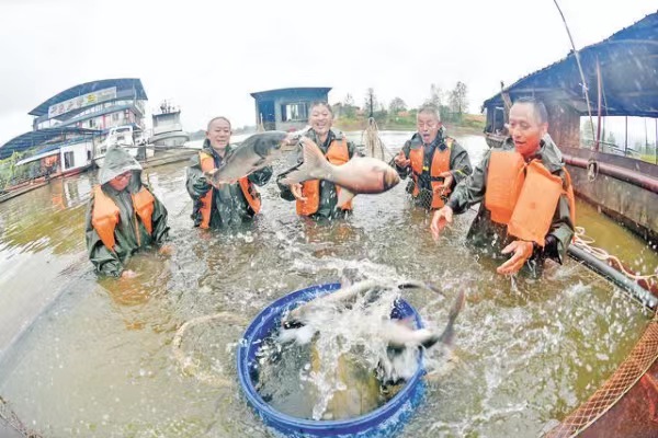 分揀不同種類的魚。鄰水縣融媒體中心供圖