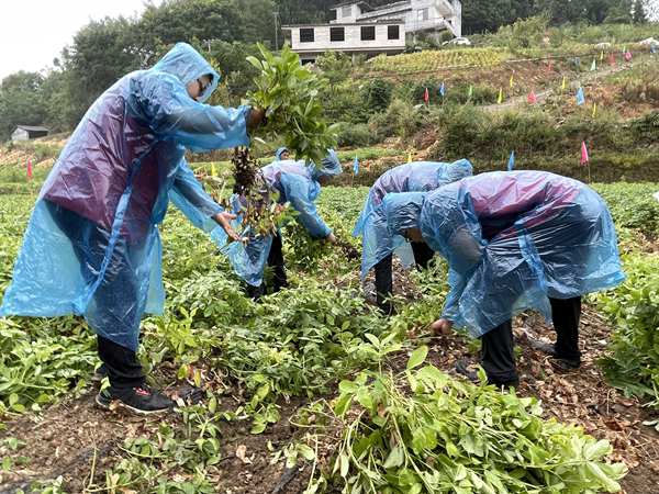 黔江：志愿服務(wù)到田間地頭 助力鄉(xiāng)村振興