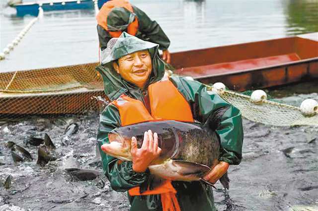 重慶70余座水庫“游”出生態(tài)魚大產(chǎn)業(yè)