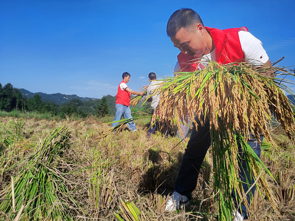 黎水鎮(zhèn)志愿者幫助農(nóng)民收割稻谷。黔江區(qū)委宣傳部供圖