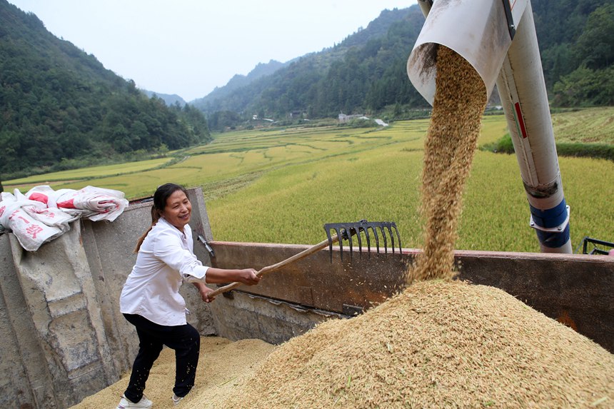 村民在重慶市黔江區(qū)中塘鎮(zhèn)興泉社區(qū)水稻基地整理收割機收獲的稻谷。楊敏攝