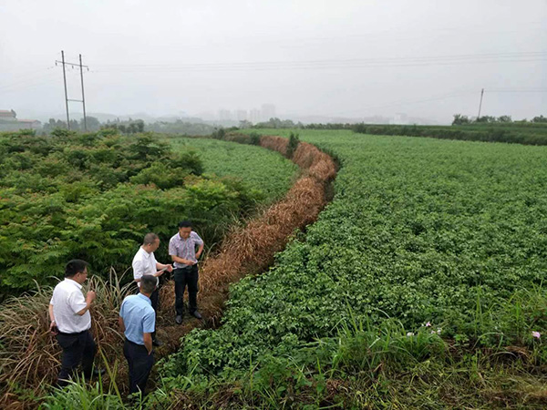 走訪藥材種植基地。綦江民生村鎮(zhèn)銀行供圖