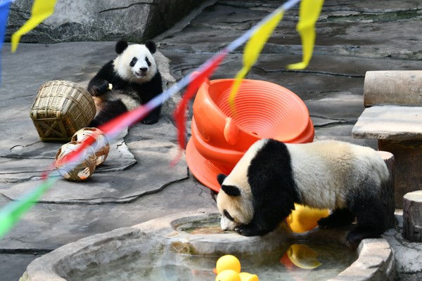 重慶動物園龍鳳胎大熊貓被認(rèn)養(yǎng)