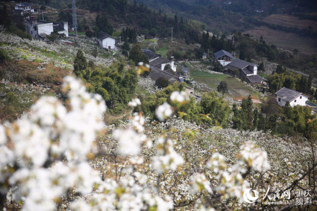 每年3月，放牛坪的萬畝梨花競相綻放。人民網(wǎng) 劉政寧攝（資料圖）