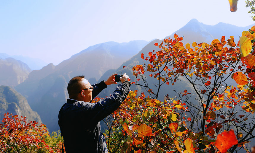 巫山紅葉。盧先慶攝