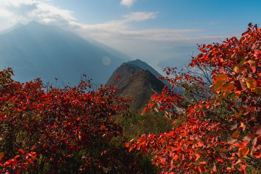 巫山紅葉進入最佳觀賞期。汪長征攝