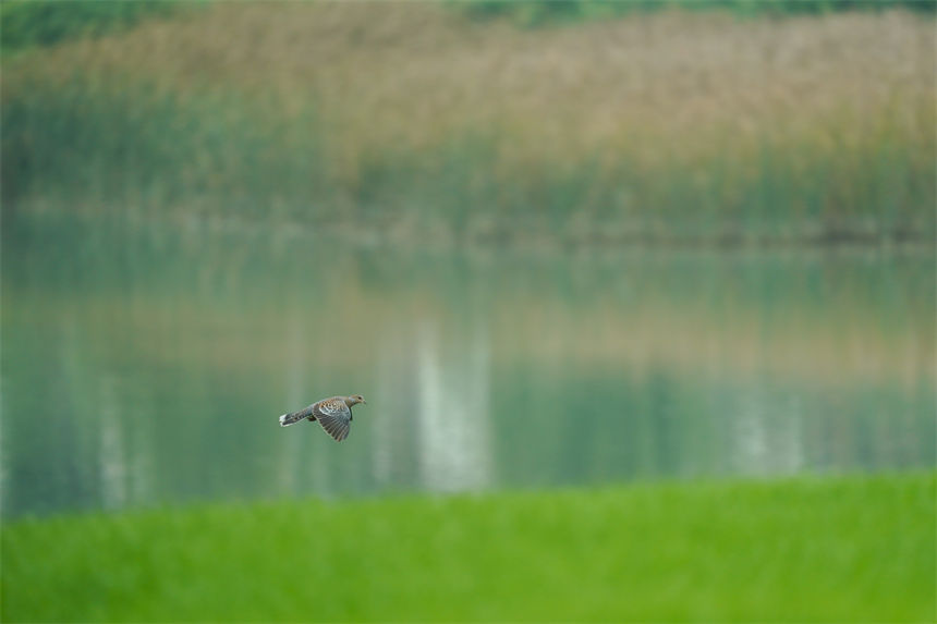 為保護(hù)生物多樣性，廣陽(yáng)島上劃分了極具特色的三大生態(tài)區(qū)域——山地林地、平壩田地、坡岸濕地，因地制宜修復(fù)和打造生態(tài)環(huán)境。郭旭攝