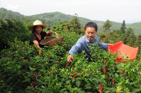 村民在田間地頭采摘辣椒。石柱縣融媒體中心供圖