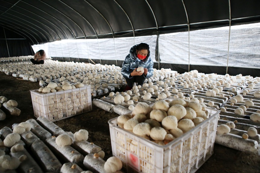 重慶市黔江區(qū)石會(huì)鎮(zhèn)食用菌種植基地，工作人員在采摘全桑枝猴頭菇。楊敏攝