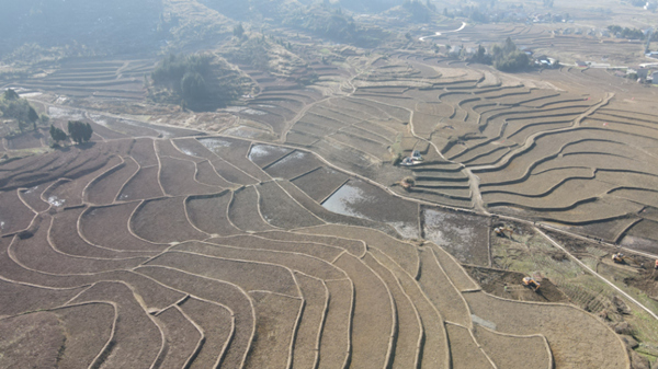 魚池鎮(zhèn)團結(jié)村高標準農(nóng)田。陳翀