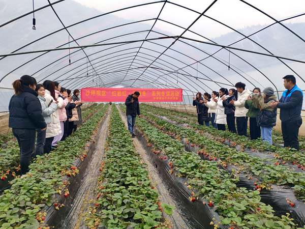 致富帶頭人講授草莓種植技術。沙坪壩區(qū)委組織部供圖