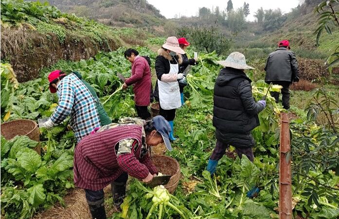 永川區(qū)種植基地青菜頭砍收?！按宕逋惫﹫D