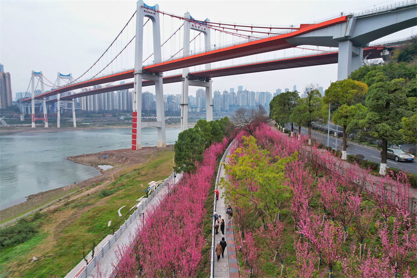 南濱路雅巴洞江灘公園的紅梅如期綻放，為綠道增添濃濃春意。郭旭攝