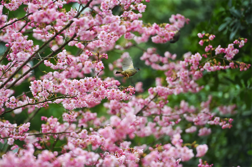 賞花時，還能聽見太陽鳥婉轉(zhuǎn)動聽的啼鳴。郭旭攝