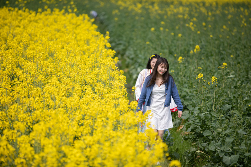 在重慶市秀山縣龍鳳花海景區(qū)，市民游客們正在油菜花田里拍照游玩。胡程攝 (1)