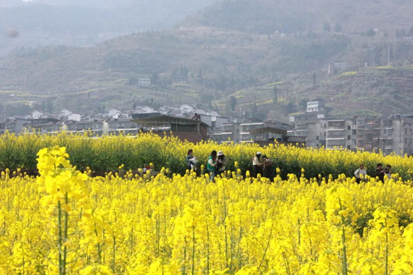 游客徜徉在金色花海間，游玩賞花，拍照打卡，盡享田園樂趣。甲高鎮(zhèn)供圖