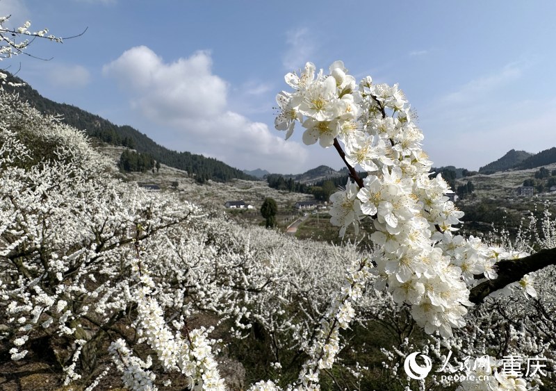 成片的李花綴滿枝頭，蔚為壯觀。人民網(wǎng) 劉政寧攝