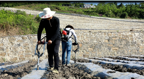 張兵帶領(lǐng)村民開展春耕種植現(xiàn)場。陳登俊攝