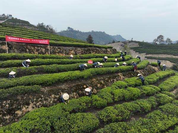 三月采茶忙。璧山區(qū)委宣傳部供圖