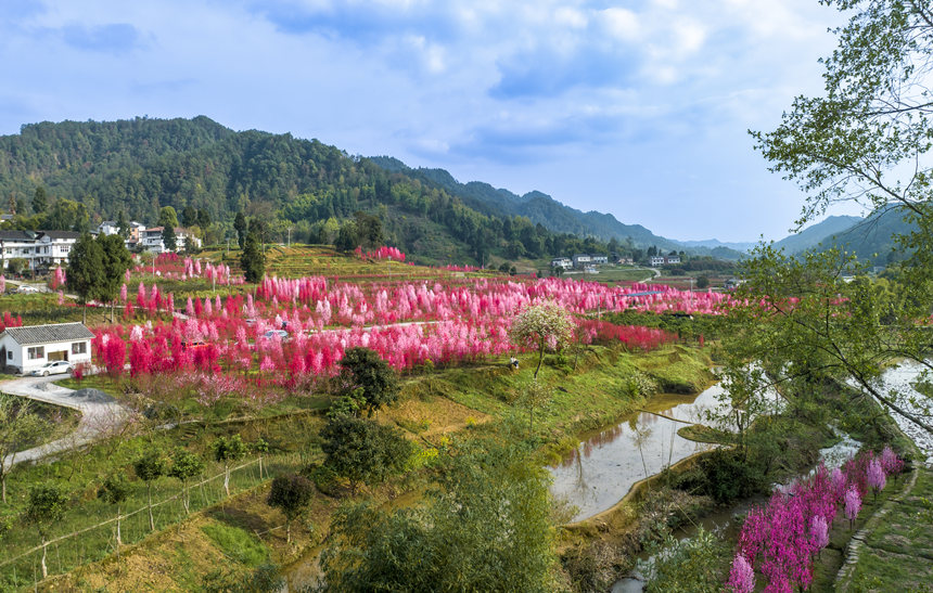 重慶市南川區(qū)白沙鎮(zhèn)的觀賞性桃花次第開(kāi)放。汪新攝