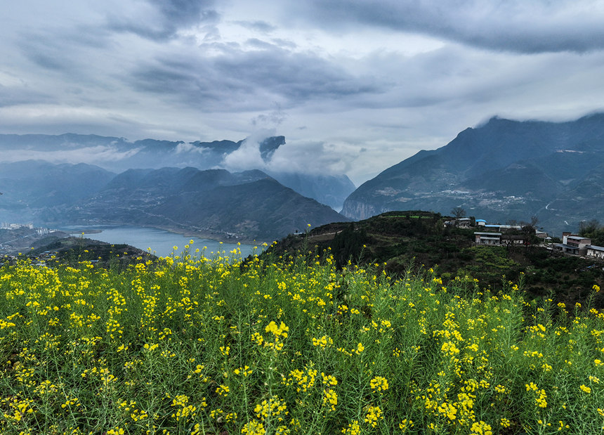 重慶奉節(jié)縣境內(nèi)，瞿塘峽岸邊的油菜花。王正坤攝