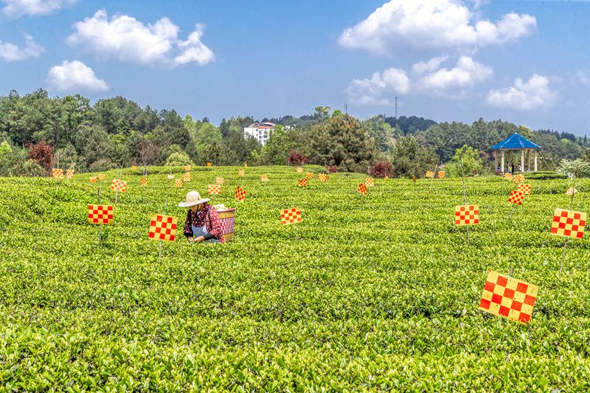 綠色生態(tài)茶園穿上了“花衣”。瞿明斌攝