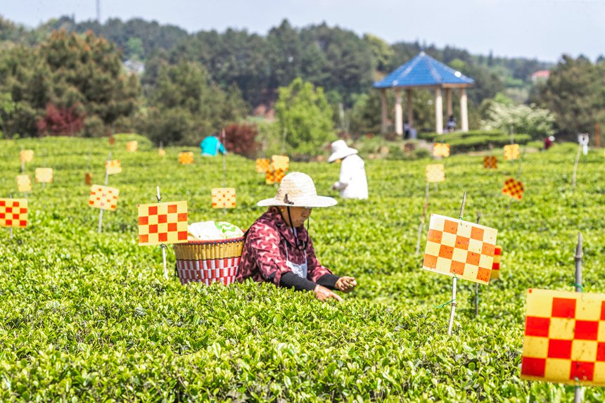 綠色生態(tài)茶園穿上了“花衣”。瞿明斌攝