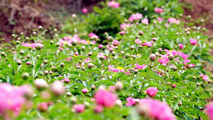 徐白村核心品種芍源紅。龔長浩攝