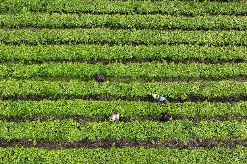 村民在茶葉種植基地采摘春茶。楊敏攝