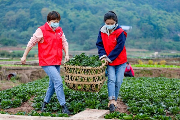 科學(xué)城青年志愿者幫助搬運(yùn)農(nóng)戶滯銷蔬菜。西部（重慶）科學(xué)城供圖