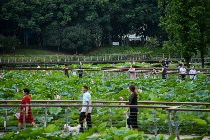 南岸區(qū)疊水公園夏荷盛開，吸引了眾多市民、游客前來賞荷。郭旭攝