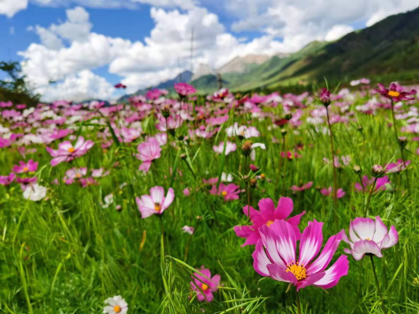 類烏齊縣“康巴花都”景區(qū)一角。姜峰攝