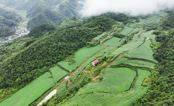 新農(nóng)村吊瓜基地。李洪森攝