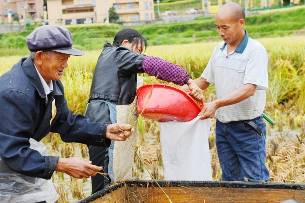 水稻大豐收，農(nóng)民樂開顏。陳碧生攝