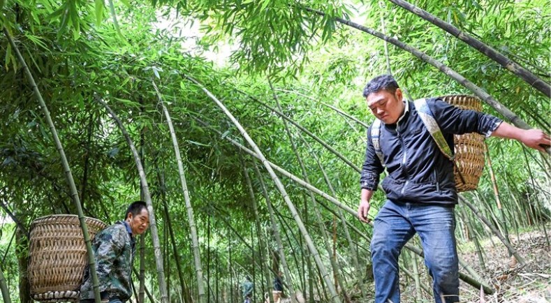 李偉在金佛山采筍。陳姍攝