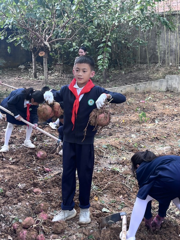 在勞動基地挖番薯。礦山坡小學供圖