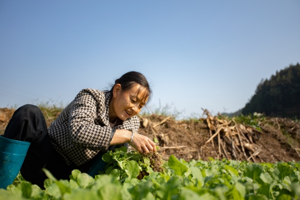 村民正在移栽油菜苗。胡程攝