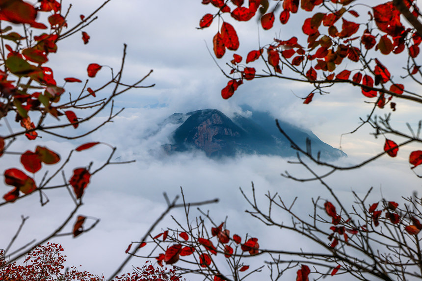 瞿塘峽岸邊的紅葉。王正坤攝