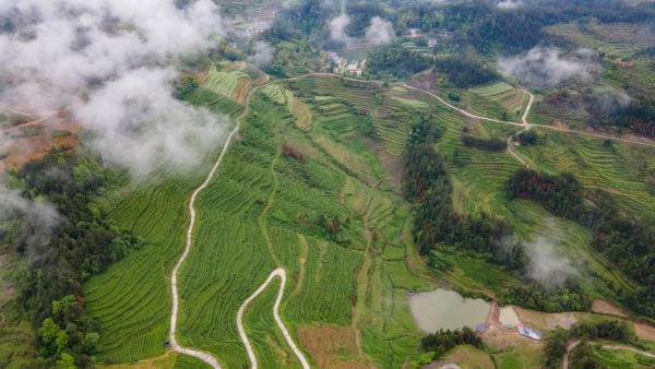 洪安鎮(zhèn)萬畝茶園一角。胡程攝