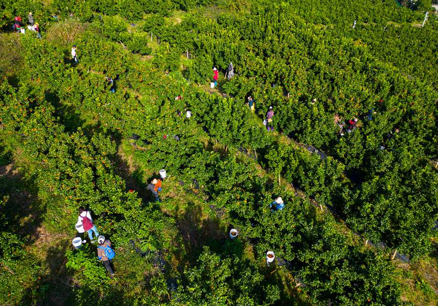 村民在果園忙碌。冉孟軍攝