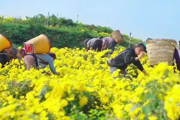 菊花采摘。璧山區(qū)中醫(yī)院供圖