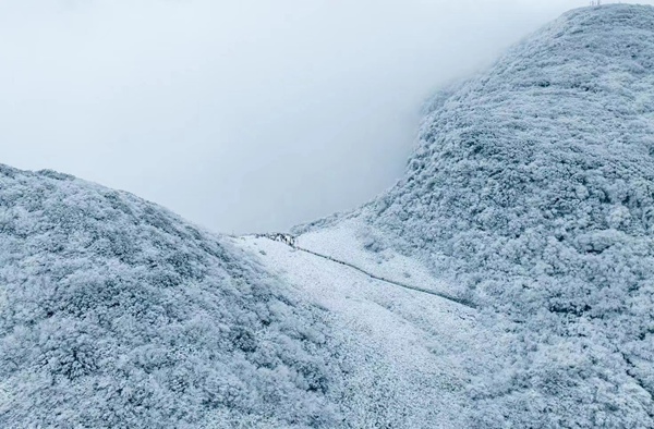 金佛山雪景。受訪單位供圖