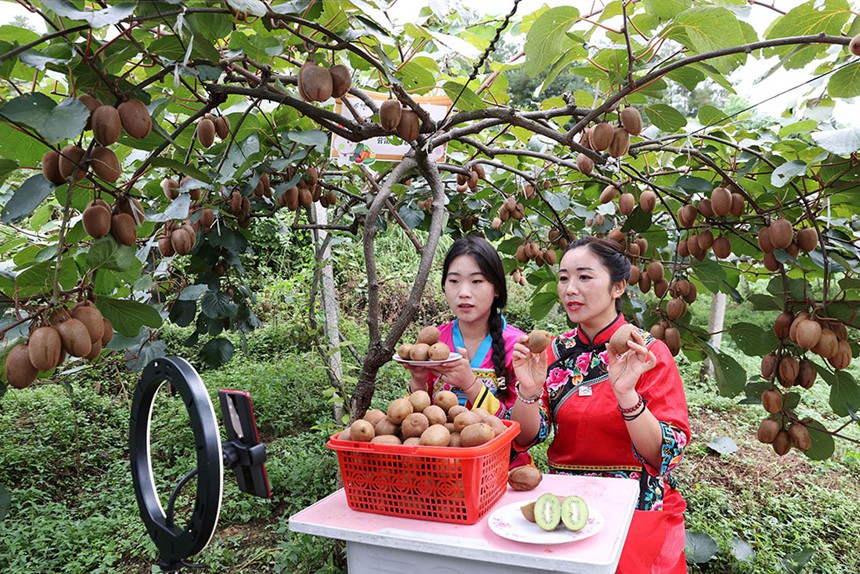 黔江區(qū)沙壩鎮(zhèn)十字社區(qū)獼猴桃基地，青年主播團正忙著直播銷售獼猴桃。（本報資料圖片）特約攝影 楊敏\視覺重慶