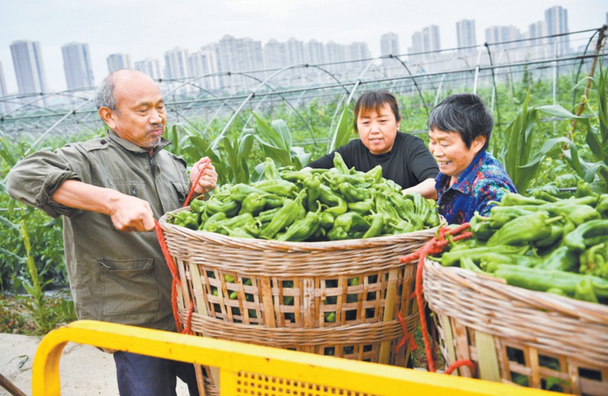 潼南區(qū)桂林街道雙壩蔬菜基地，菜農(nóng)將剛采摘的青椒裝車。（本報資料圖片）通訊員 李揚 廖素蘭 攝/視覺重慶