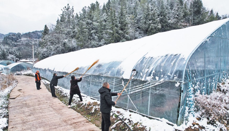 一月二十三日，云陽縣農(nóng)技人員指導種植戶清除大棚上的積雪。通訊員 譚啟云 周光清 攝\視覺重慶