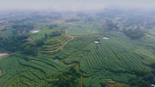 大地牧歌牧草基地。許明寺鎮(zhèn)供圖